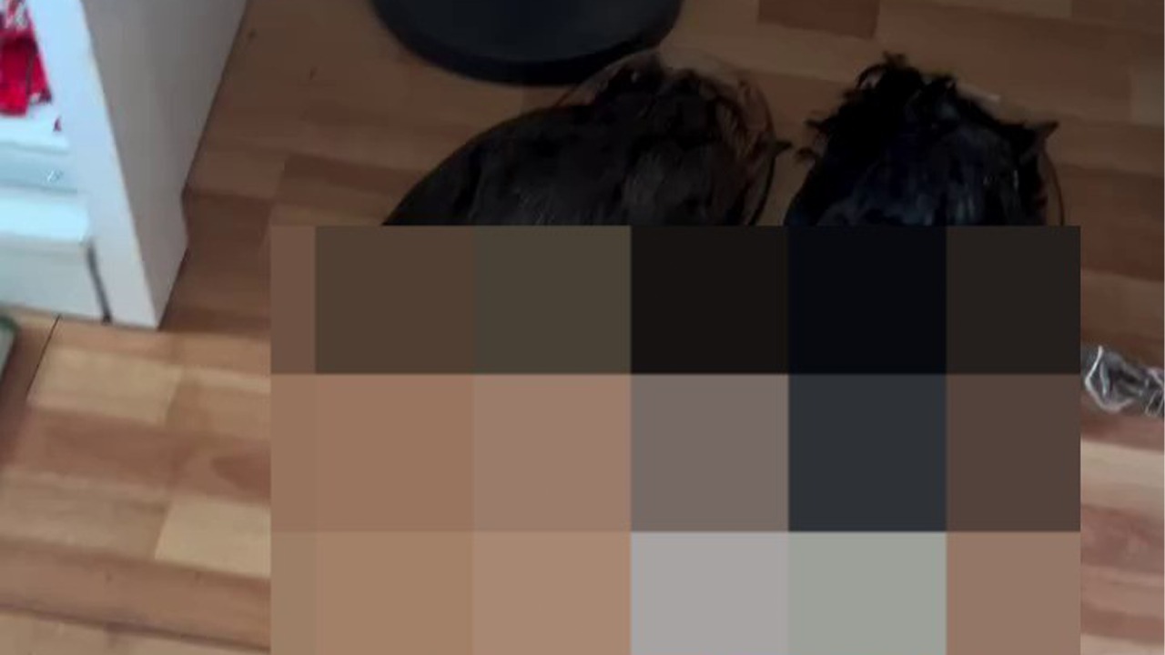 Evinde Hayvanları Katletti