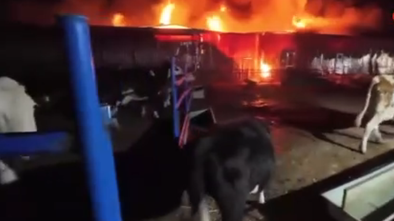 Yangında Hayvanlar Tahliye Edidi