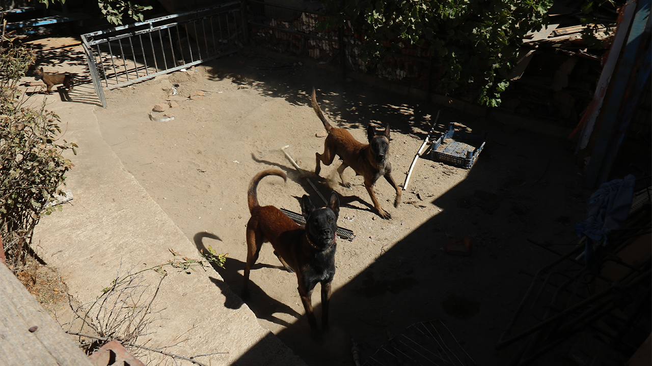 Olaya Konu Olan Köpekler