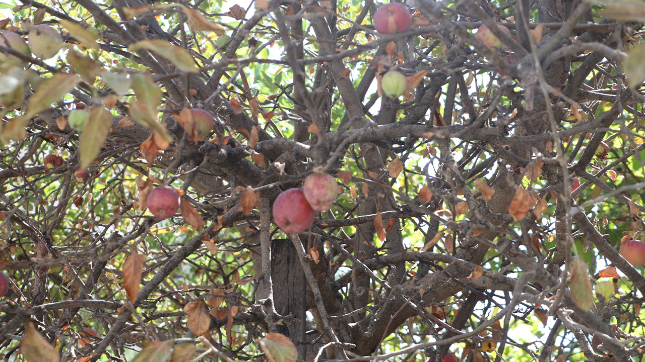Uyarı Yapılan Ağaçtaki Meyveler