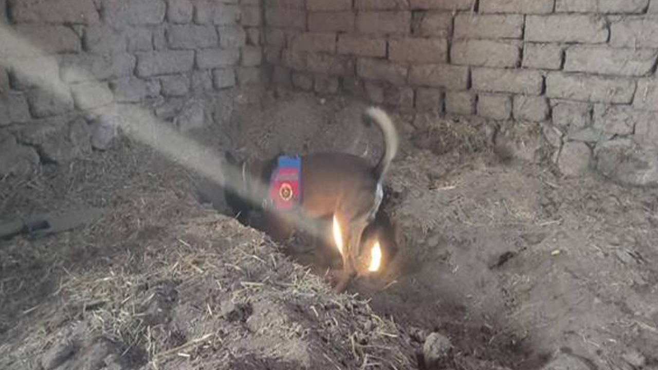 Kadavra Köpek Ile Arama Yapıldı