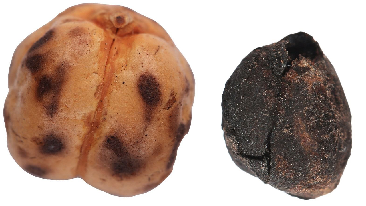 Küllüoba'da Bulunan Tarihi Ekmek Kalıntısı