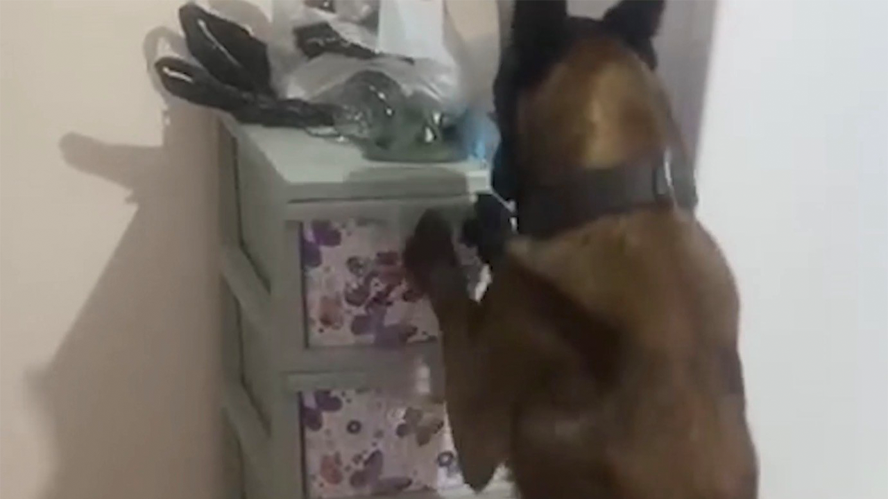 Narkotik Köpekler Operasyona Katıldı