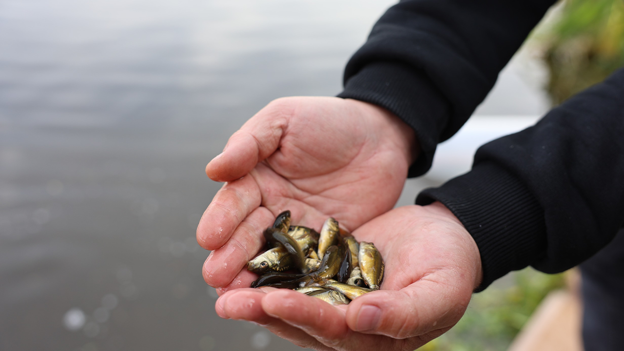 Balıklar Borskuk Çayı'na Bırakıldı