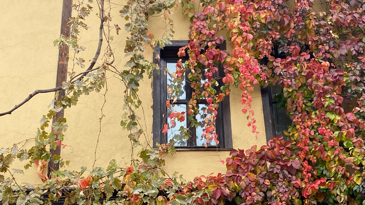 Bina Fotoğraf Tutukunlarının Da Ilgisini Çekiyor