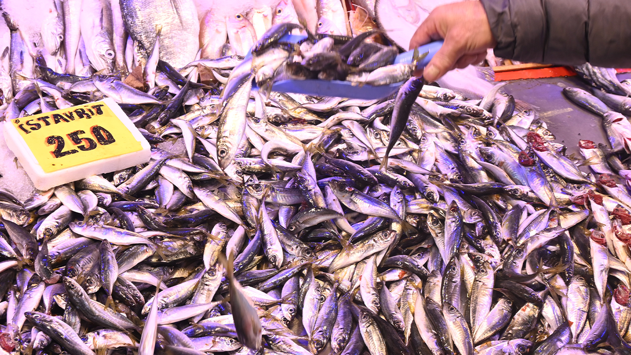 Birçok Balıkta Bolluk Yaşanıyor