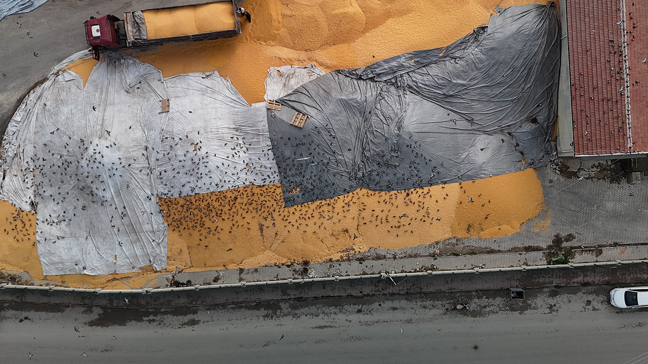 Birçok Güvercin Beslenmek Için Buraya Akın Ediyor