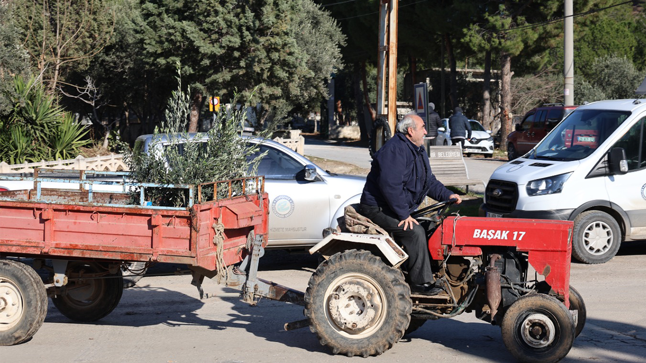 Çiftçilere Mavi Sertifikalı Zeytin Fidanı Dağıtılacak