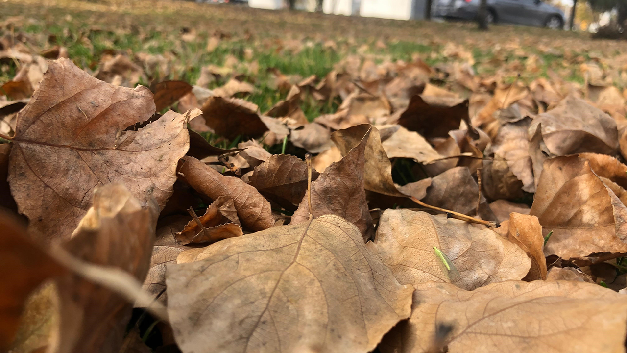 Dökülen Yapraklar Güzel Manzaralar Sundu