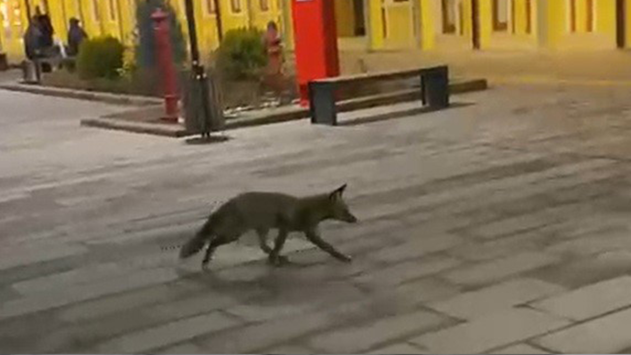 Eskişehir Tren Garı'nda Görülen Tilki