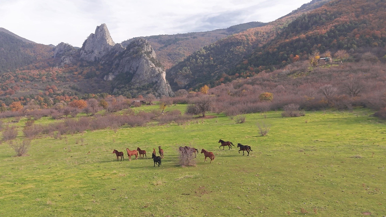 Eskişehir'de Yılkı Atları Görüntülendi