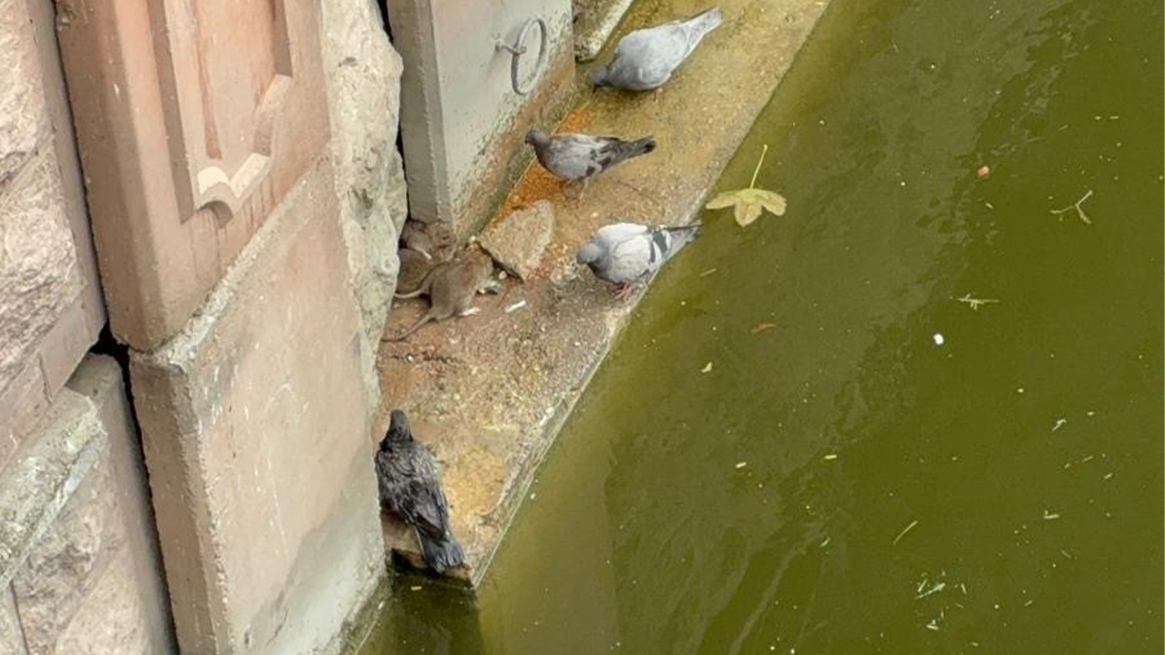 Fare Ve Güvercinler Bir Arada Görüntülendi