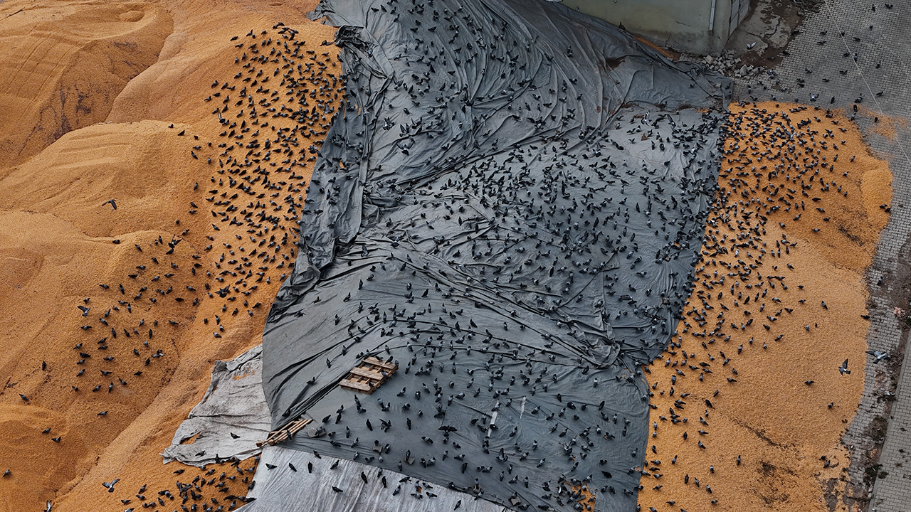 Kuşlar Hububat Alanlarına Akın Ediyor