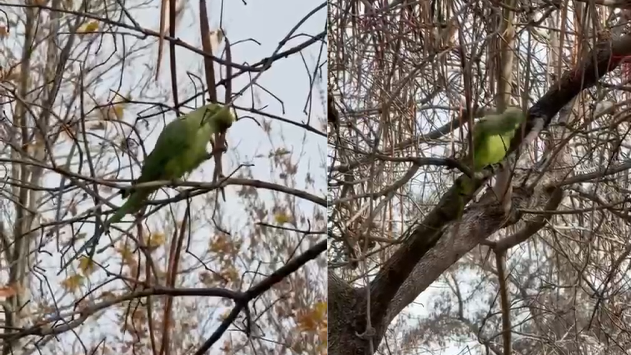 Papağanlar Ilgi Odağı Oldu