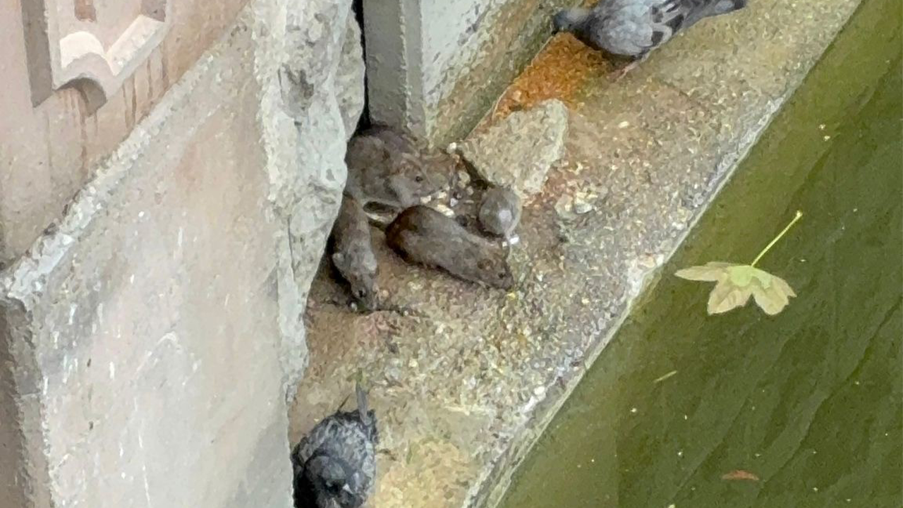 Porsuk Kenarındaki Fareler Dikkat Çekti