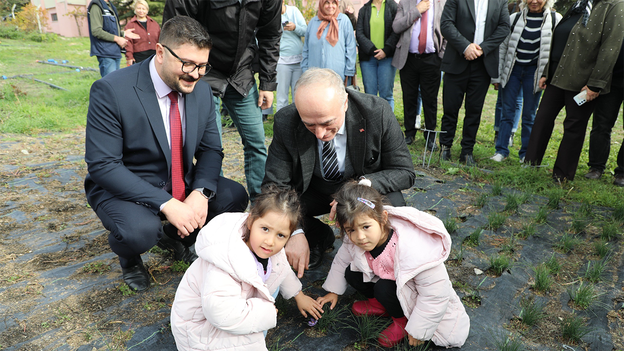 Safran Üretimine Yönelik Önemli Çalışma