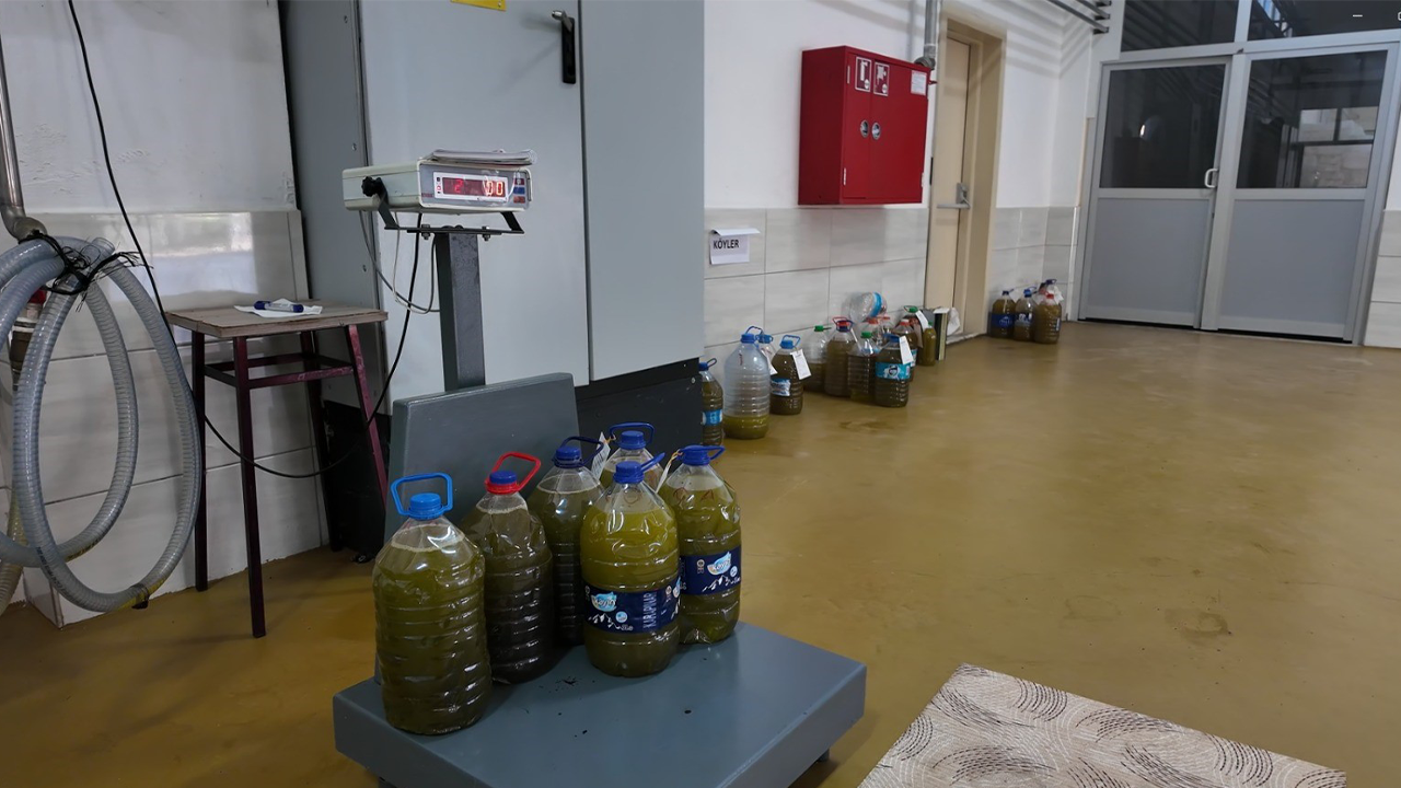 Sarıcakaya'da Üretilen Zeytinyağları