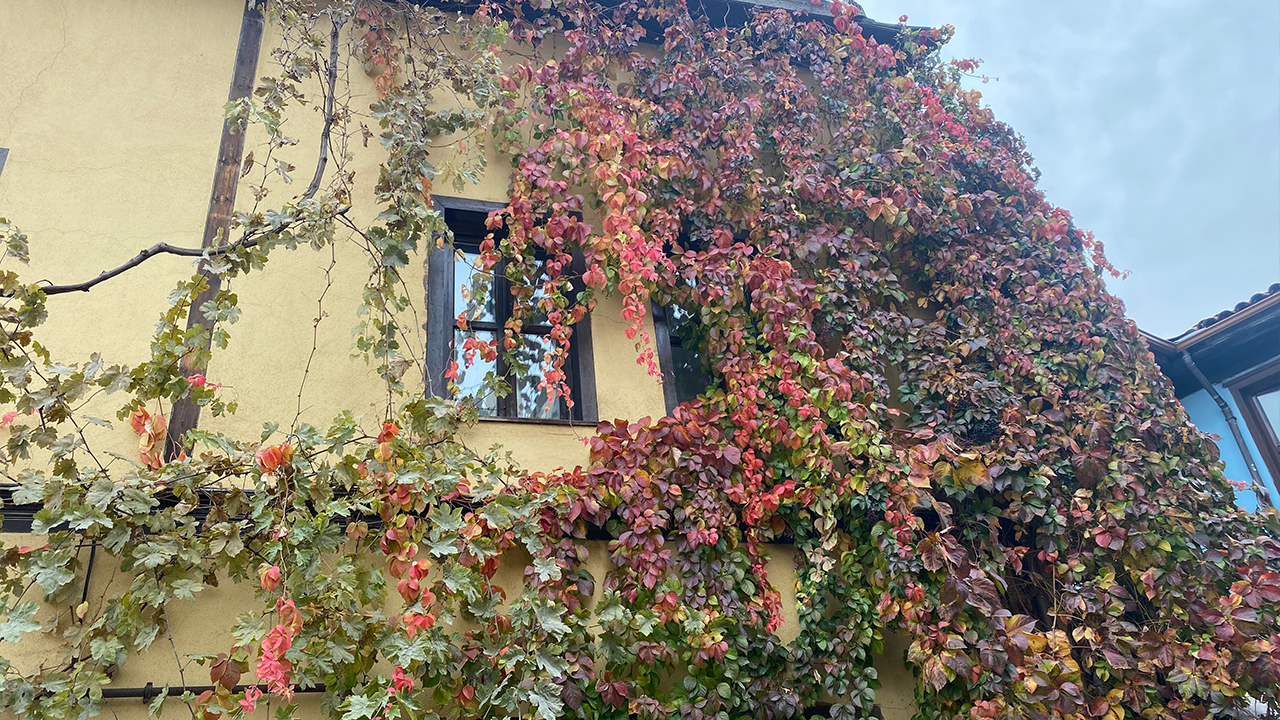 Sarmaşıkla Kaplı Bina Görsel Şölen Sunuyor