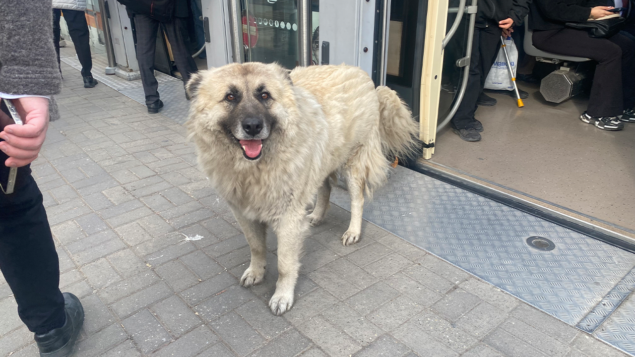 Sevimli Köpek Ilgi Odağı Oldu