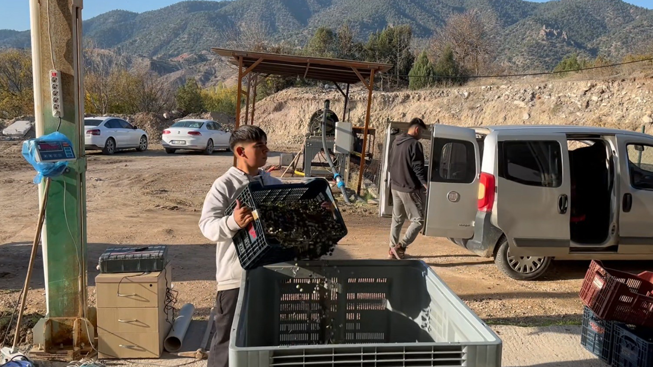 Toplanan Zeytinler Fabrikada Işleme Alınıyor