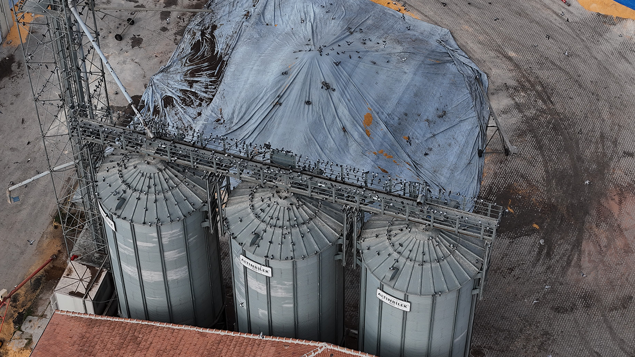 Yüzlerce Güvercin Güzel Manzaralar Oluşturdu