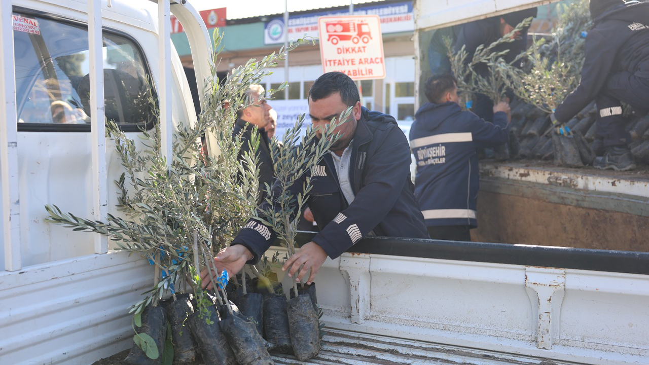 Zeytinciliği Geliştirme Projesi Hayata Geçiriliyor