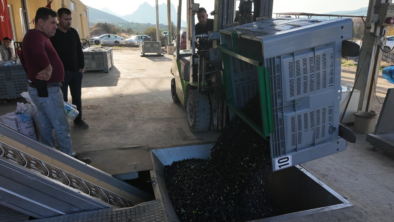 Zeytinler Soğuk Sıkım Yöntemiyle Yağa Dönüşüyor