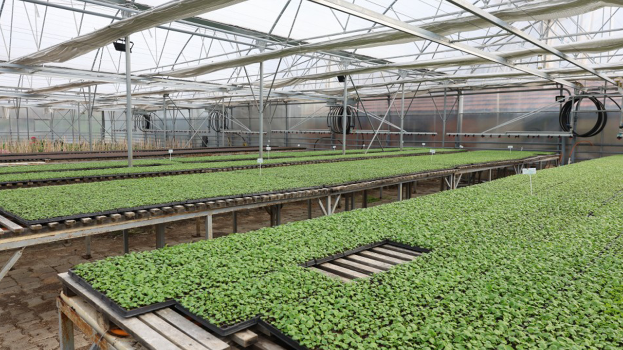 Binlerce Çiçek Toprakla Buluşuyor