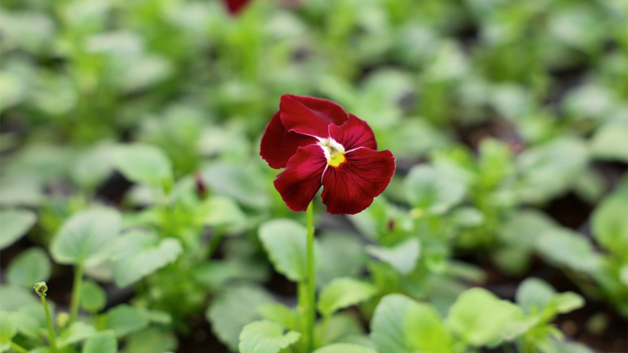 Çiçekler Özenle Yetişiyor