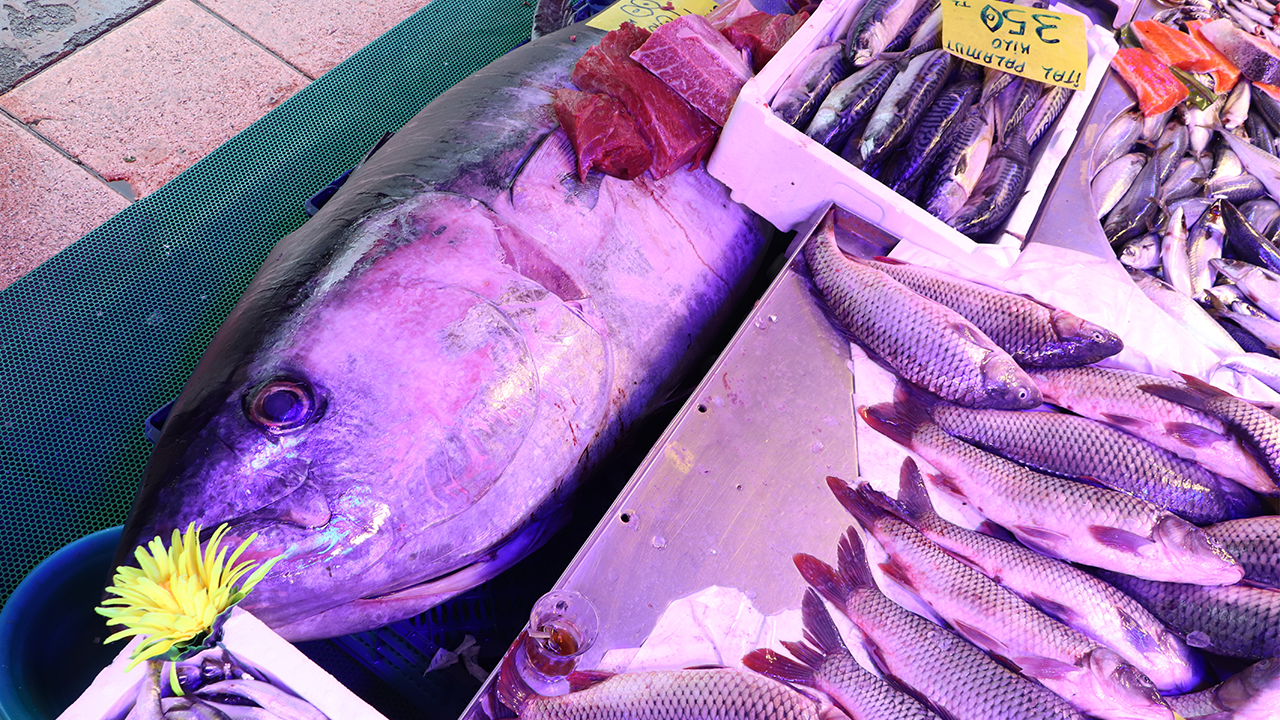 Dev Balık Ilgi Odağı Oldu