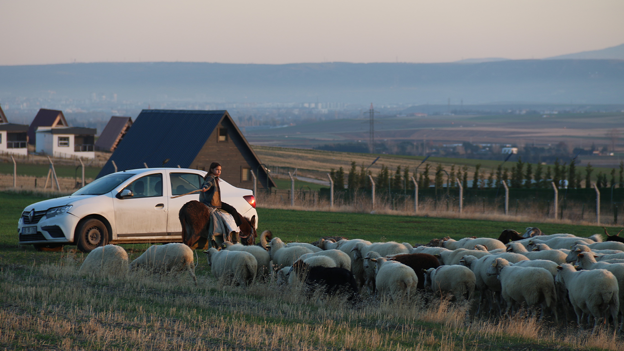 Eskişehir’de 9 Yaşındaki Minik Çoban Azmiyle Örnek Oluyor!