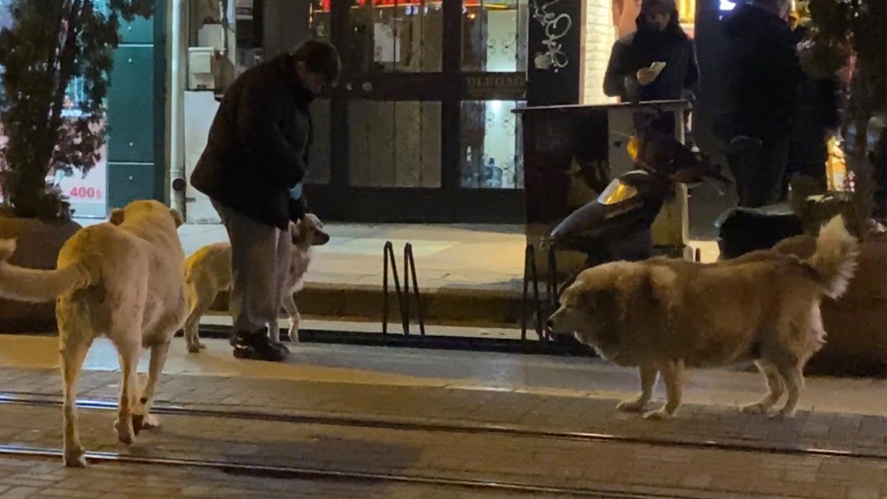 Köpek Ve Sahibinin Etrafını Sardılar