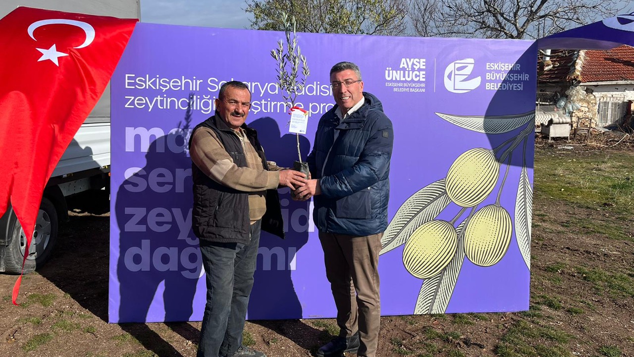 Üreticilere Zeytin Fideleri Dağıtılmaya Devam Ediyor