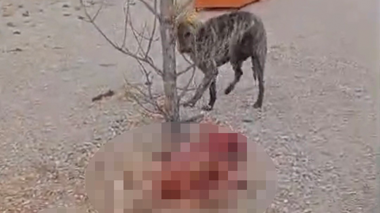 Barınakta Yaşandığı Iddia Edilen Olayın Görüntüsü