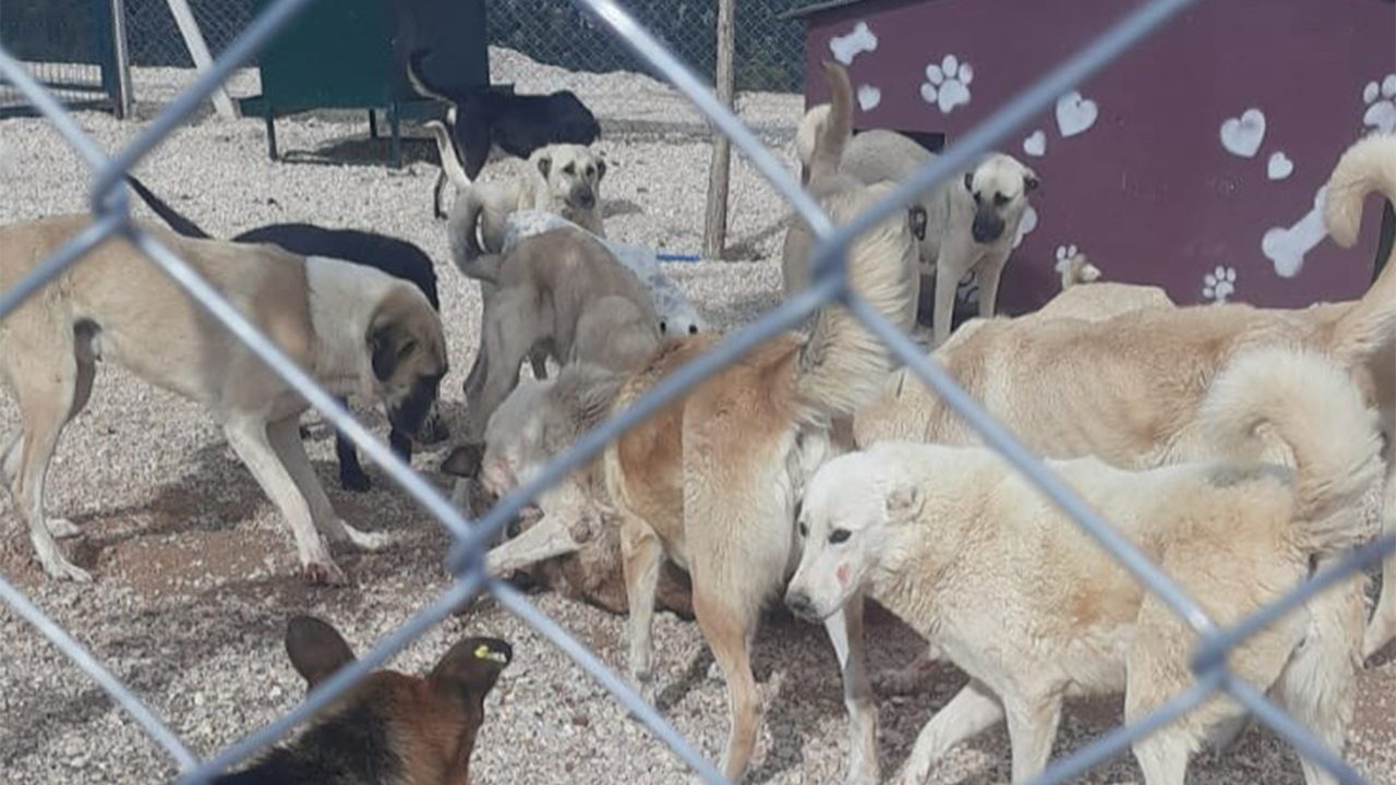 Barınaktaki Köpekler Görüntülendi