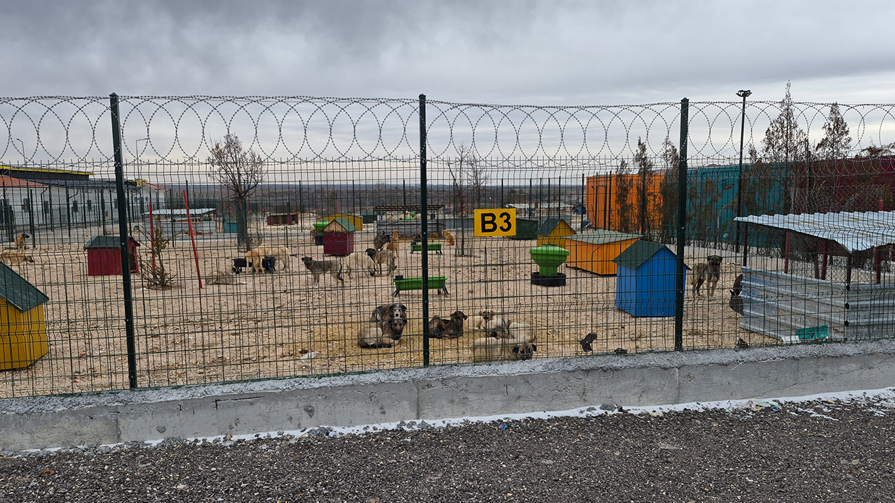 Barınaktan Görüntüler