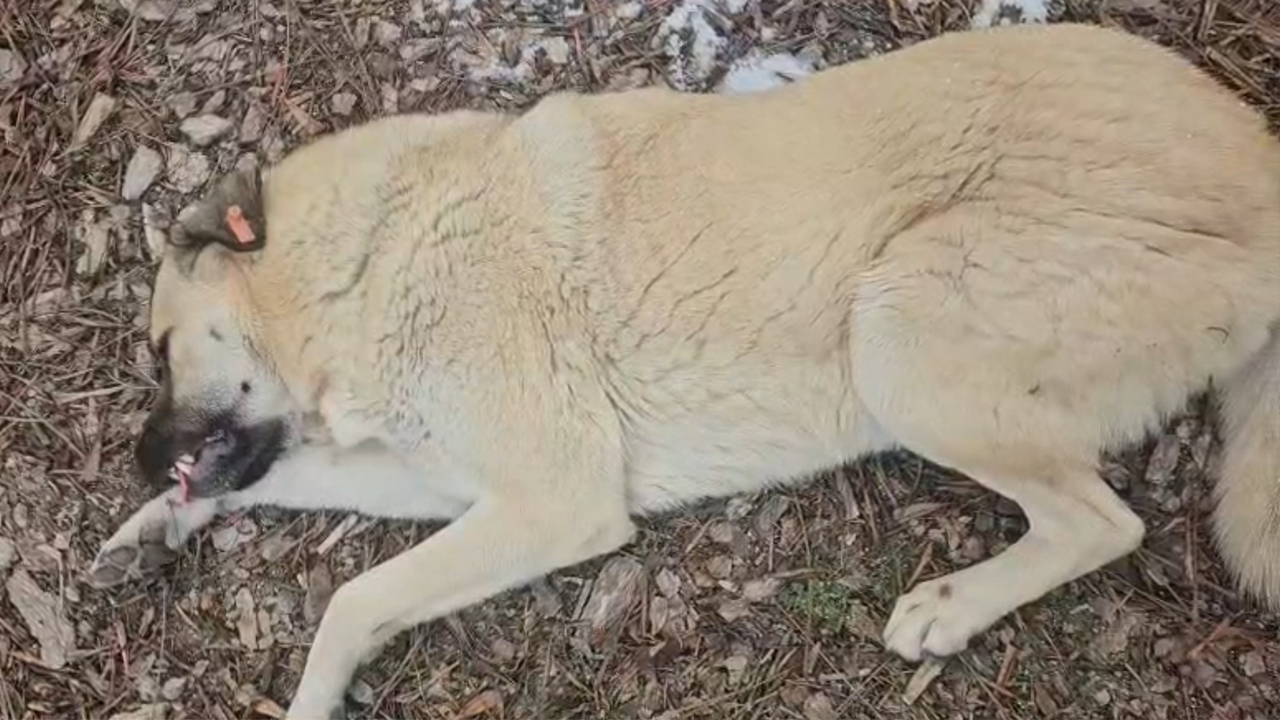 Baygın Haldeki Köpek