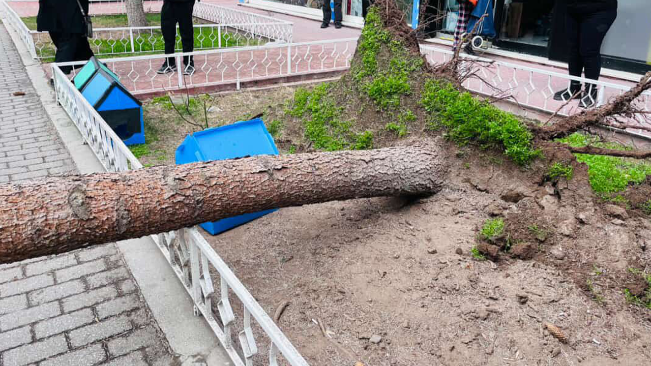 Devrilen Ağaçlar Yolları Kapattı