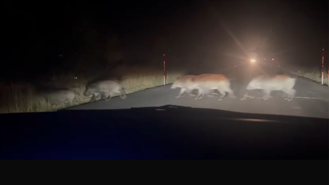 Domuz Sürüsü Kameralara Yansıdı