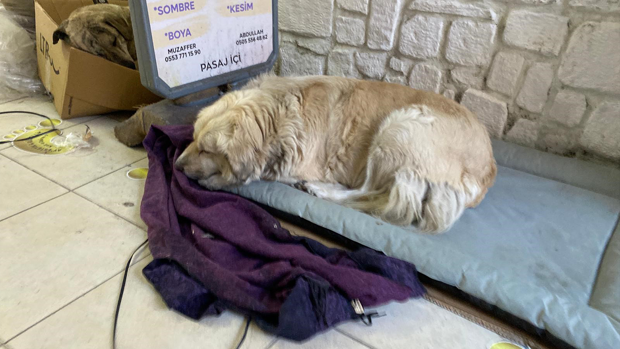 Eskişehir’de Dondurucu Soğuk Sokak Hayvanlar Zorlanıyor