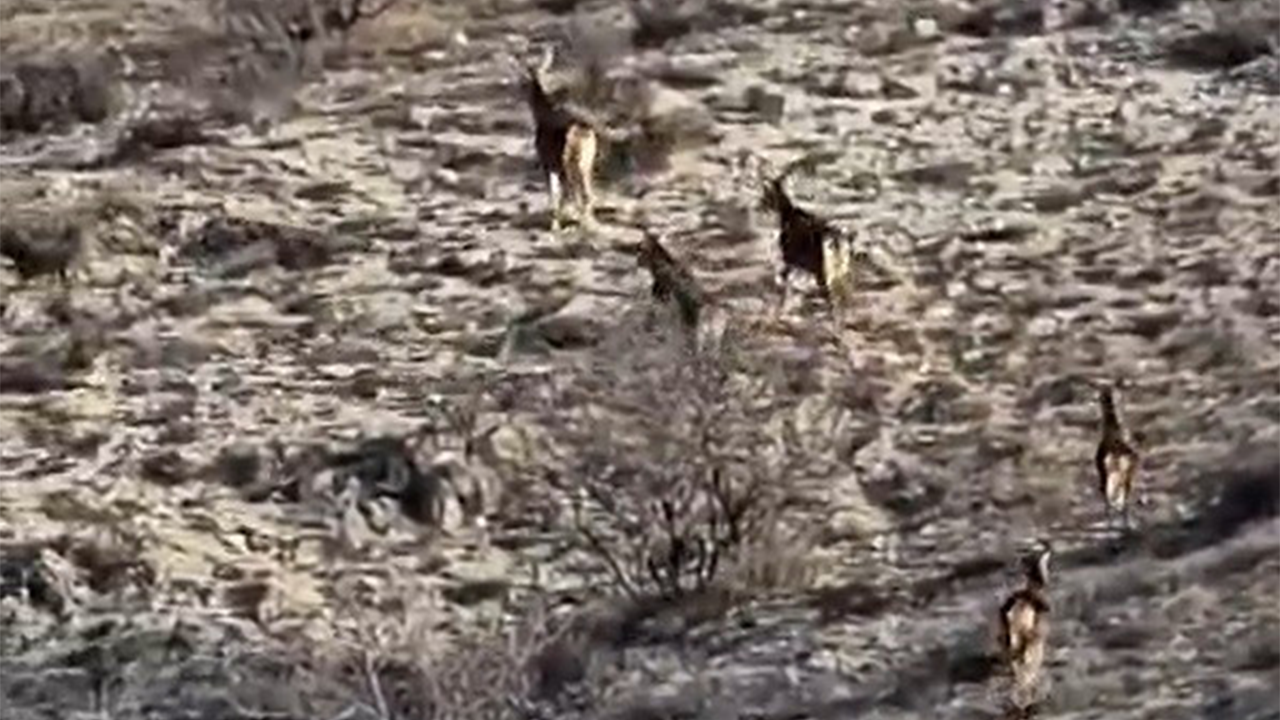 Geyikler Amatör Kameralara Yansıdı
