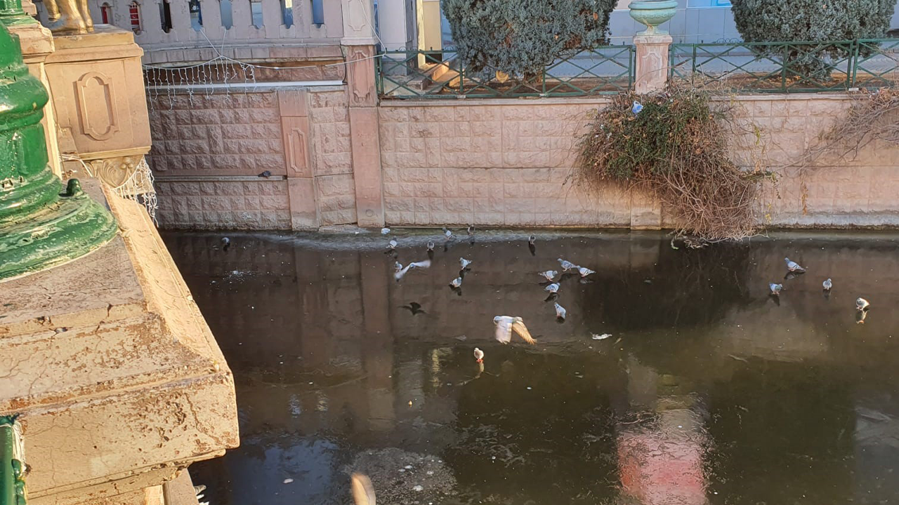 Güvercinler Buz Yüzeyinde Böyle Görüntülendi