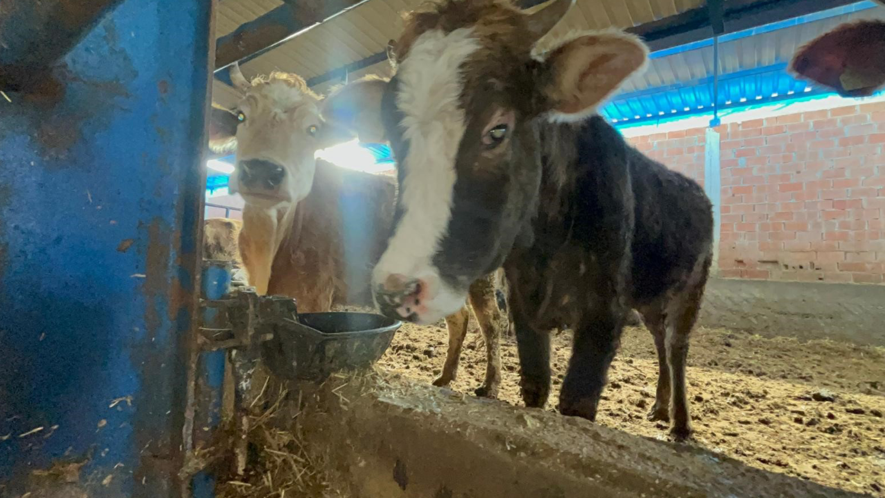 Hayvanlara Su Temininde Zorluk Yaşanıyor