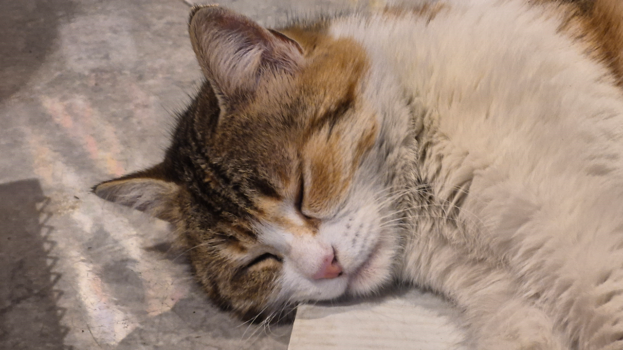 Kedi Isıtıcının Karşısında Uyuya Kaldı