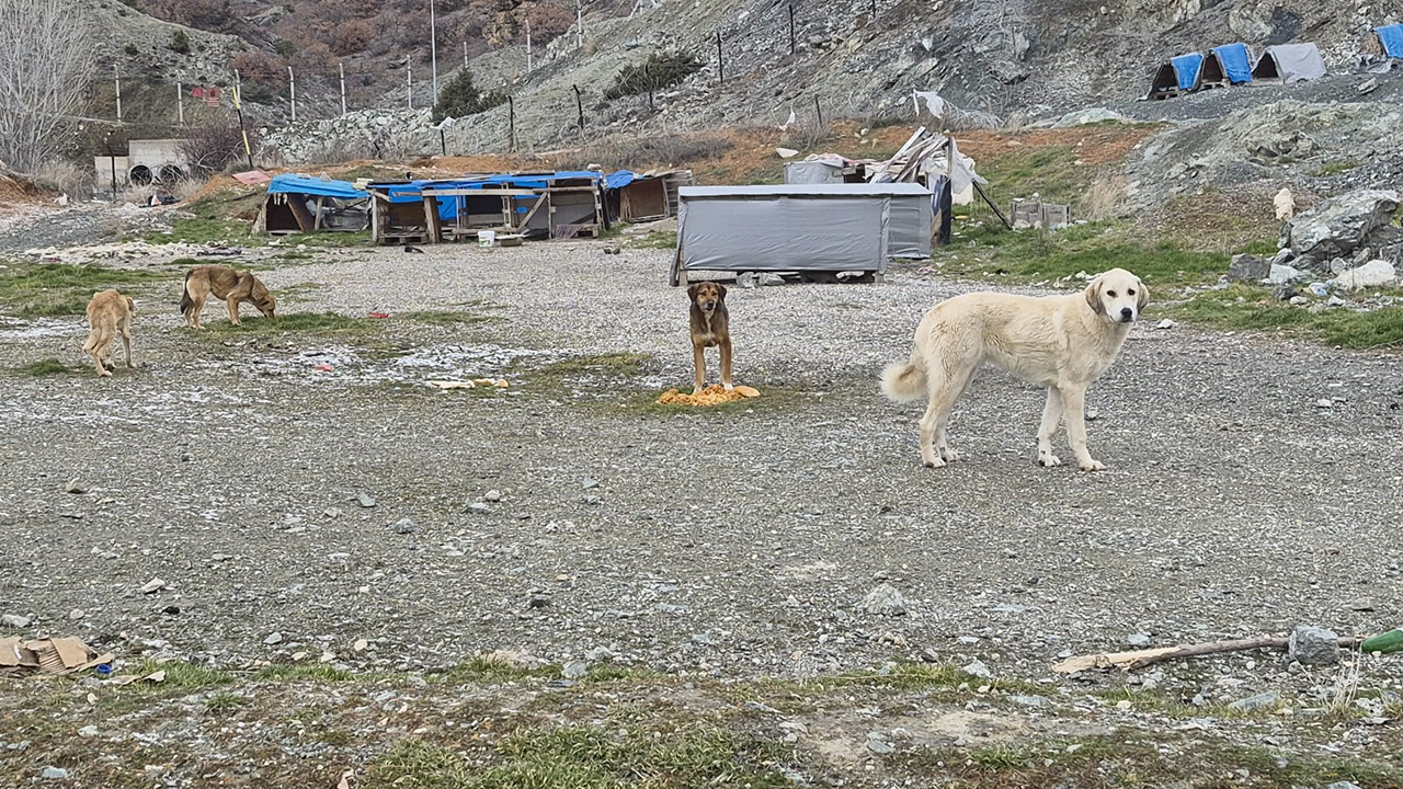 Köpekler Için Barınma Ve Beslenme Alanları Yapıldı
