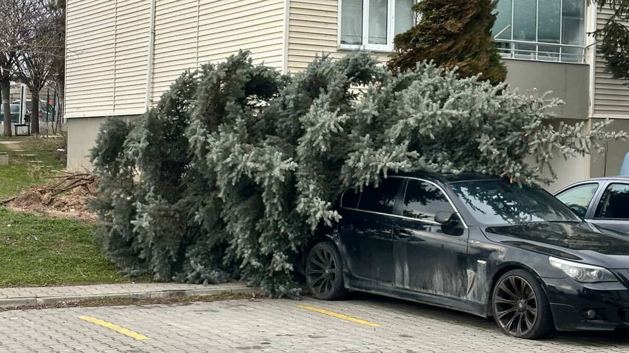 Otomobilin Üzerine Devrilen Ağaç