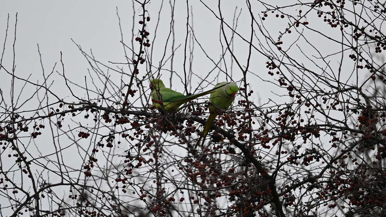 Papağanlar Ağaç Dallarında Böyle Görüntülendi