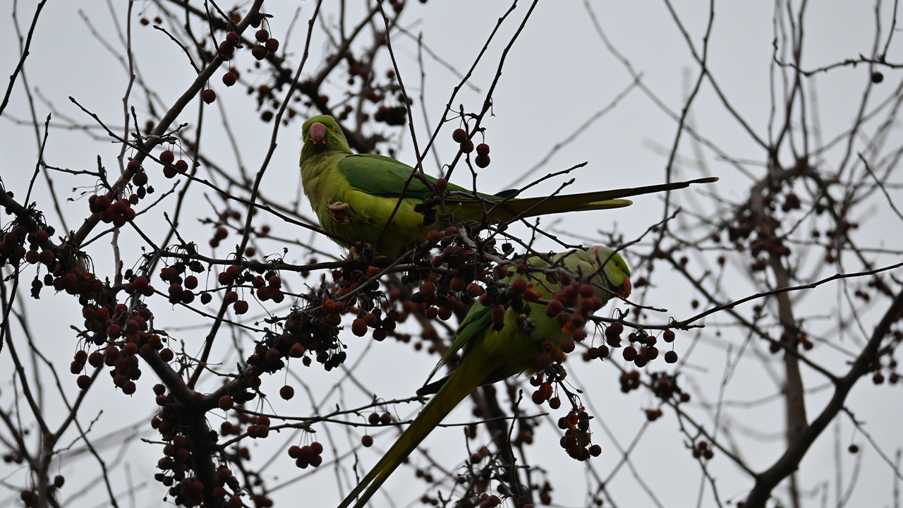 Papağanlar Görenleri Kendine Hayran Bıraktı