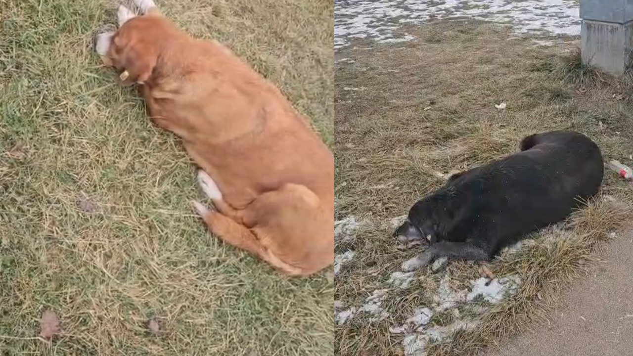 Parktaki Bazı Köpekler