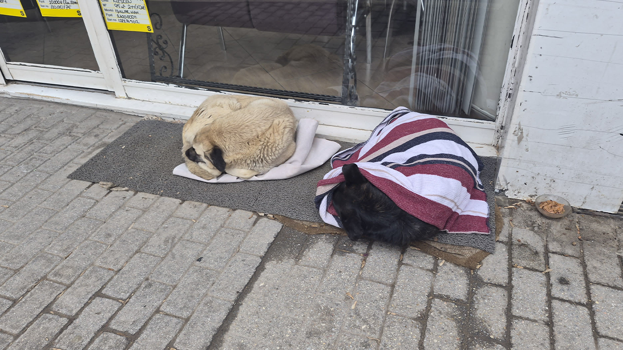 Yürek Isıtan Görüntüler Beğeni Topladı